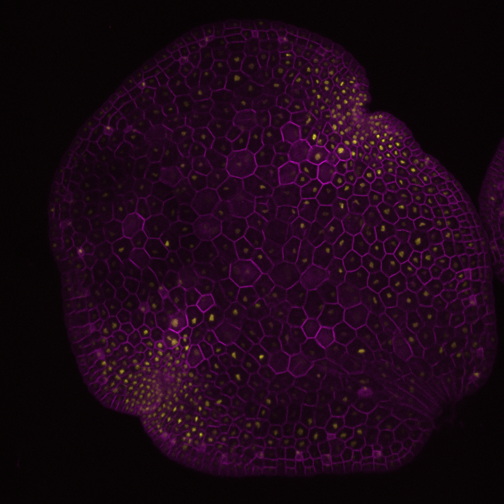 MpCCAAT-NFYC1