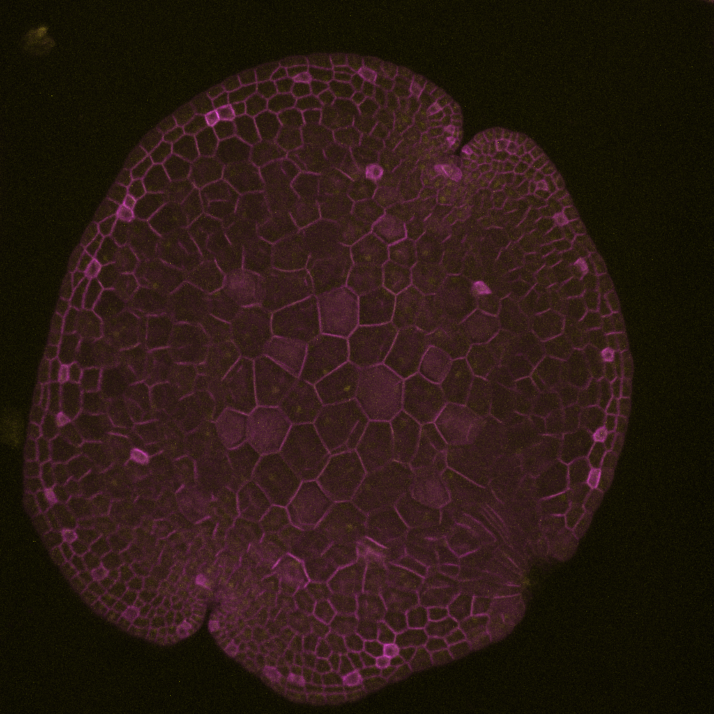 MpTRIHELIX16